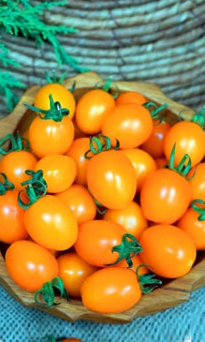 Томат КАРАТ &mdash; Многоплодный! Сахарный! Не болеет! Плоды не трескаются! Дети, внуки скажут вам спасибо за такую вкуснятину!