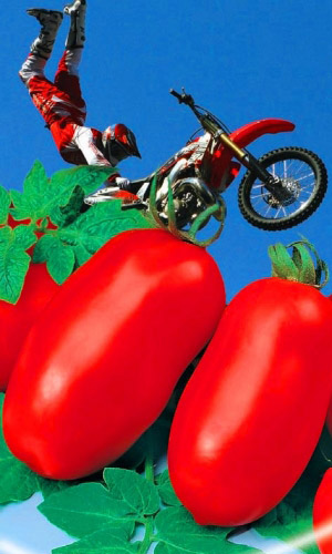 Томат КАСКАДЁР