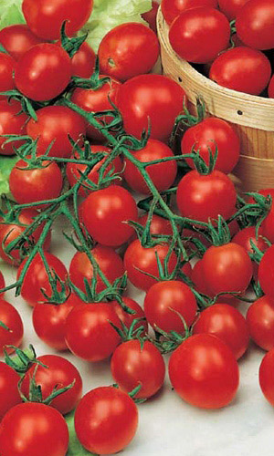 Томат КОНФЕТНОЕ ДЕРЕВО F1