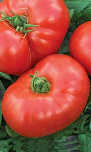 Томат КОСМОНАВТ ВОЛКОВ &mdash; Популярный, крупноплодный сорт любительской селекции!