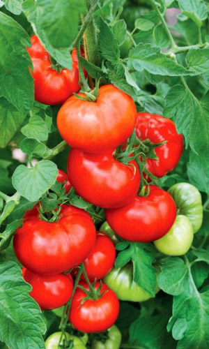 Томат ЛЮДМИЛА ДОБРЫЙ ВЕЧЕР