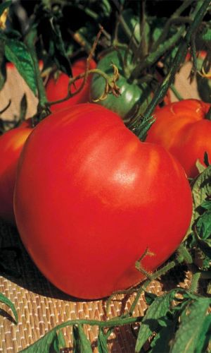 Томат МАЙОР &mdash; Личная рекомендация магазина! Коллекционный крупноплодный Уральский сорт! Божественно сладкие плоды малиновой окраски! Мясистые, очень вкусные и ароматные! Урожайность до 15 кг/кв.м!