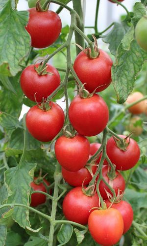 Томат МЕДОВЫЙ МИЛЛИОН