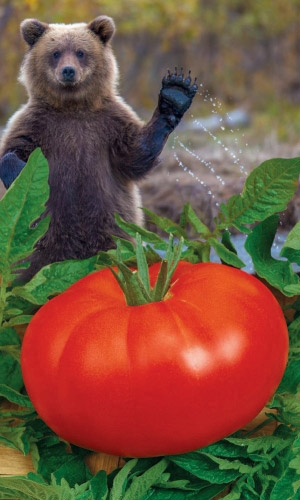 Томат МЕДВЕЖИЙ СЛЕД &mdash; Увесистые великаны, приятно подержать в руке, а ещё лучше в салате на столе! Сладкий!