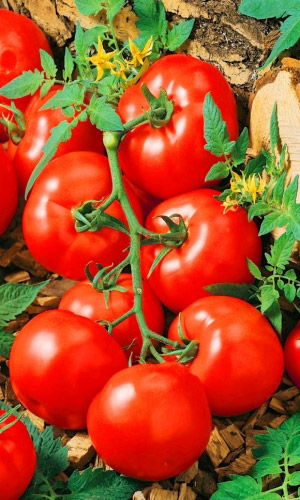 Томат МОНАХ