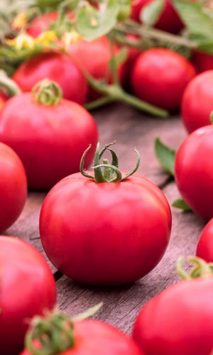 Томат НЕПАСЫНКУЮЩИЙСЯ РОЗОВЫЙ