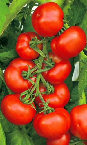 Томат НЕПАСЫНКУЮЩИЙСЯ УЛЬТРАСКОРОСПЕЛЫЙ