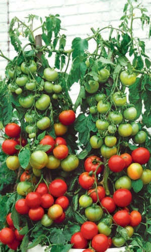 Томат НЕВЕЛИЧКА &mdash; Сибирская коллекция! Мал кустик, да богат урожай! Нет просвета от обилия плодов!