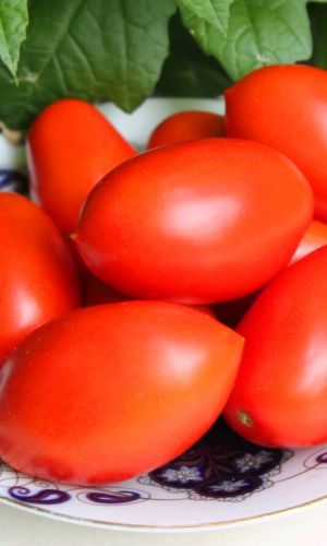 Томат НОВЫЙ КЁНИГСБЕРГ ОРАНЖЕВЫЙ &mdash; Раннеспелый! Сладкий! Засухоустойчивый! Устойчив к вершинной гнили!