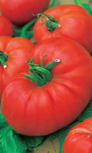 Томат НУЖНЫЙ РАЗМЕР F1 &mdash; Особо крупный! Невероятно урожайный! Потрясающе вкусный!