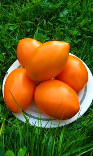 Томат ОЛЕСЯ &mdash; Мякоть нежная с бархатистым вкусом абрикос- манго! Не пожалеете!