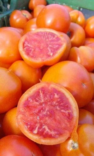 Томат ОРАНЖЕВЫЙ ЗАКАТ &mdash; Взрывная мегаурожайность! Кусты сплошь усыпаны множеством оранжевых плодов! Удивит цветовым контрастом и бархатистым вкусом!