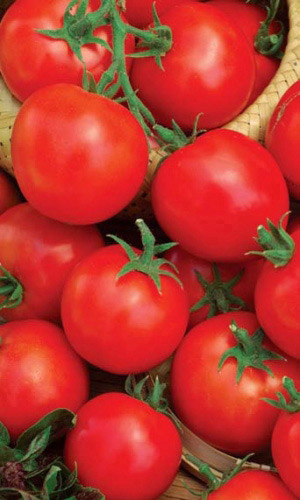 Томат РАННИЙ 83 &mdash; Неприхотливый сорт из серии ленивых томатов! Устойчив к фитофторе! Плоды мясистые, сочные, ароматные!