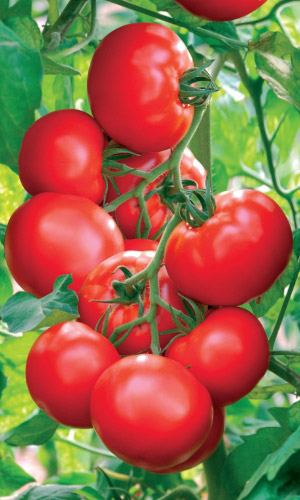 Томат РАННИЙ ХОЛОДОСТОЙКИЙ