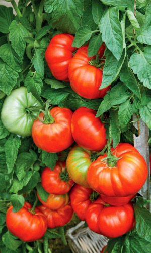 Томат САХАРНАЯ МОЛНИЯ