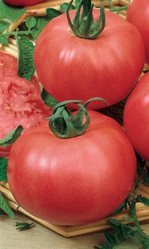 Томат САХАРНЫЕ УСТА &mdash; Самый сладкий! Куст увешан помидорами так, что стебля не видно!