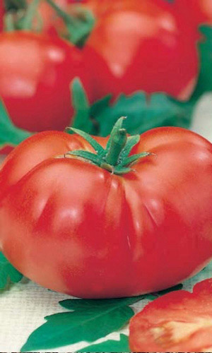 Томат ШЕННОН F1