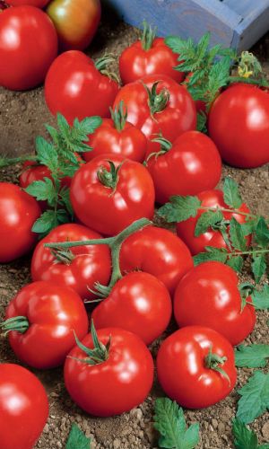 Томат ТОЛСТОЙ F1 &mdash; Сверхурожайный, кистевой гибрид для засолки и консервирования!