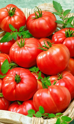 Томат ТОЛСТЫЙ БАРОН F1