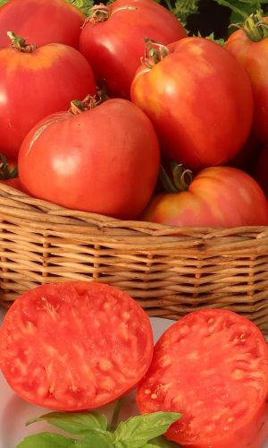 Томат ВЕЛЬМОЖА