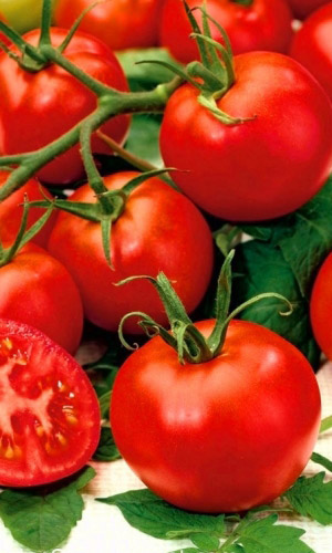 Томат ВОЛГОГРАДСКИЙ 5/95 (большой пакет) &mdash; Семян в 10 раз больше, чем в обычном пакете!