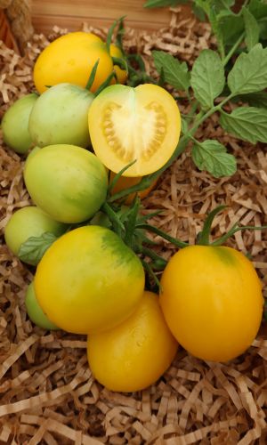 Томат ЗОЛОТАЯ ДОЛИНА