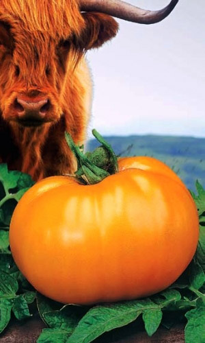 Томат ЗОЛОТОЙ БЫК &mdash; Десертный! Массой до 1,2 кг., исключительно вкусный! Для диетического питания!