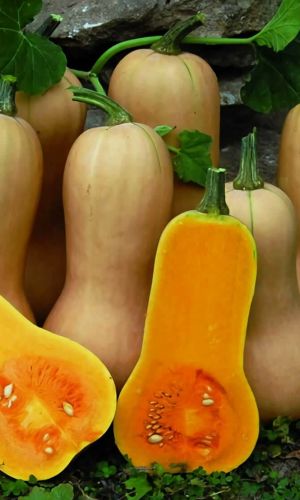 Тыква АННУШКА