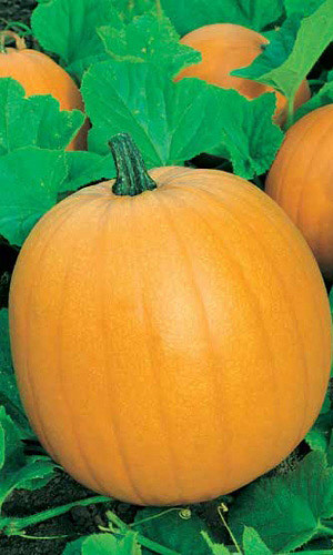 Тыква АТЛАНТ