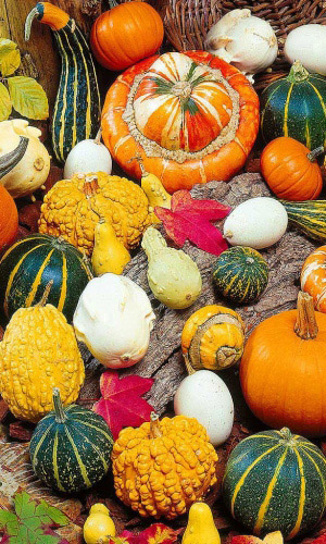 Тыква СКАЗКИ ШАХРЕЗАДЫ