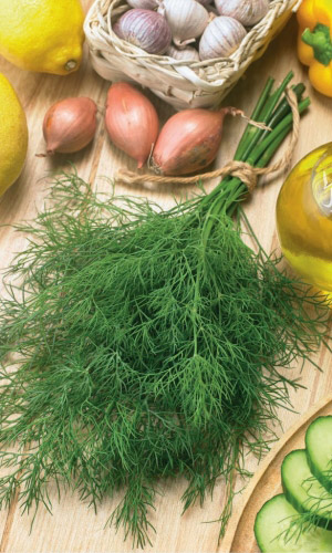 Укроп ДИВО ДИВНОЕ