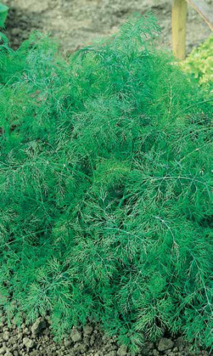 Укроп КУСТИСТЫЙ