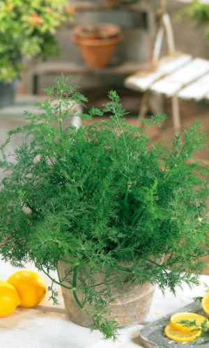 Укроп МАЛЫШ