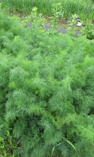 Укроп ОБИЛЬНОЛИСТНЫЙ