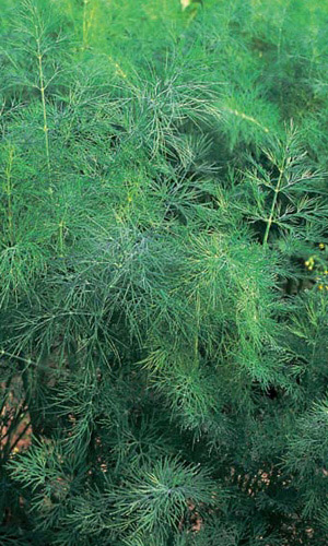 Укроп ПУЧКОВЫЙ