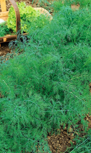 Укроп СПАРТАК