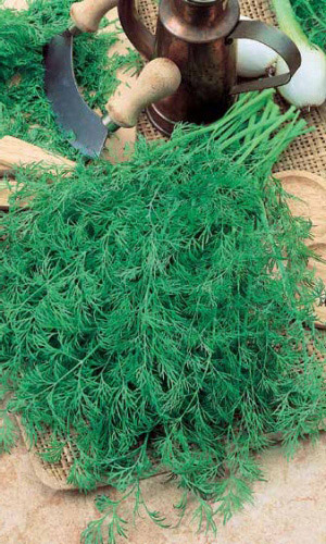 Укроп СУПЕРДУКАТ OE