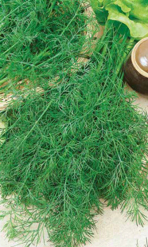 Укроп УЗОРЫ