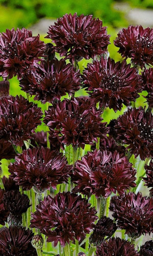 Василёк БЛЭК БОЛ