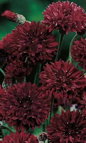 Василек ЧЁРНЫЙ ДРАКОН