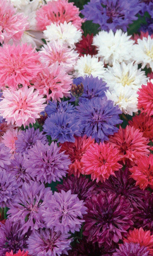 Василёк ДРУЖНЫЕ РЕБЯТА