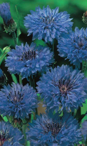 Василёк КАПИТАН