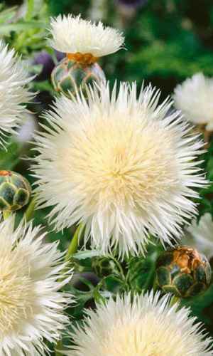 Василёк НЕВЕСТА &mdash; Соцветия сказочной красоты! Душистый и неприхотливый! Мускатный тип!