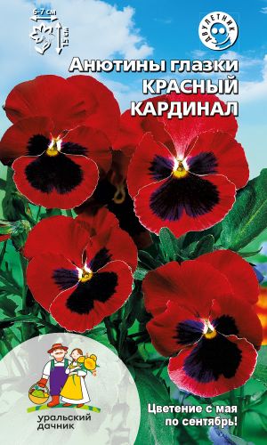 Виола КРАСНЫЙ КАРДИНАЛ