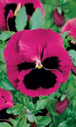 Виола ЛАУРА