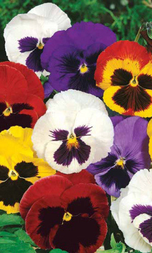 Виола ШВЕЙЦАРСКИЕ ГИГАНТЫ МИКС