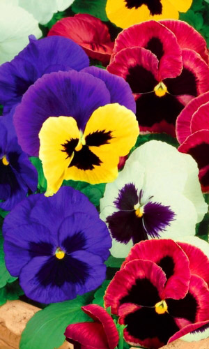 Виола ВЕЛЬВЕТ МИКС