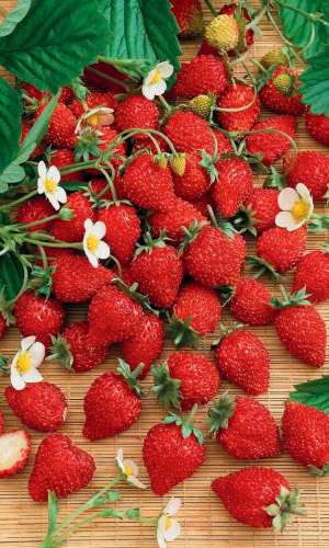 Земляника БАРОН СОЛЕМАХЕР