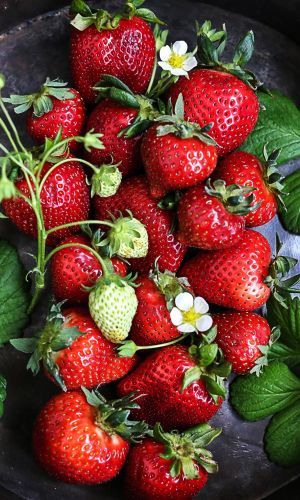 Земляника ГОРДОСТЬ УРАЛА