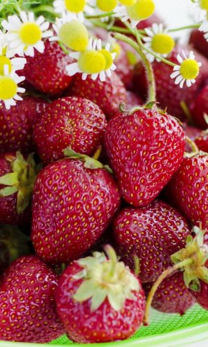 Земляника САНЬКИНА ЛЮБОВЬ